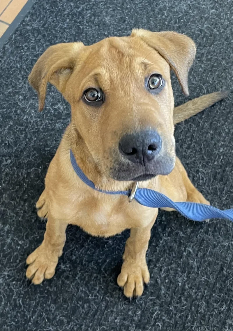 A baby large-sized male Brown / Chocolate Retriever dog named Scrappy Doo HOLD for adoption in Canton, OH