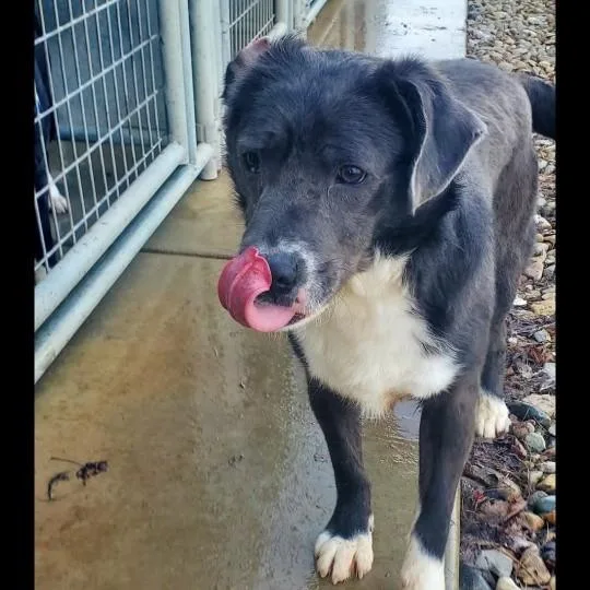 An adult large-sized male Black Labrador Retriever dog named Bear for adoption in Attica, IN