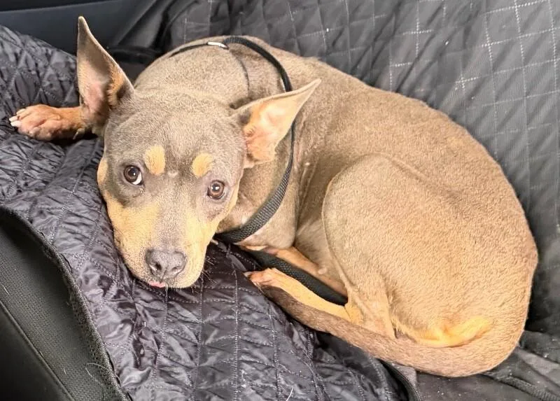 A young medium-sized female Gray / Blue / Silver Pit Bull Terrier dog named Jolene for adoption in Katy, TX