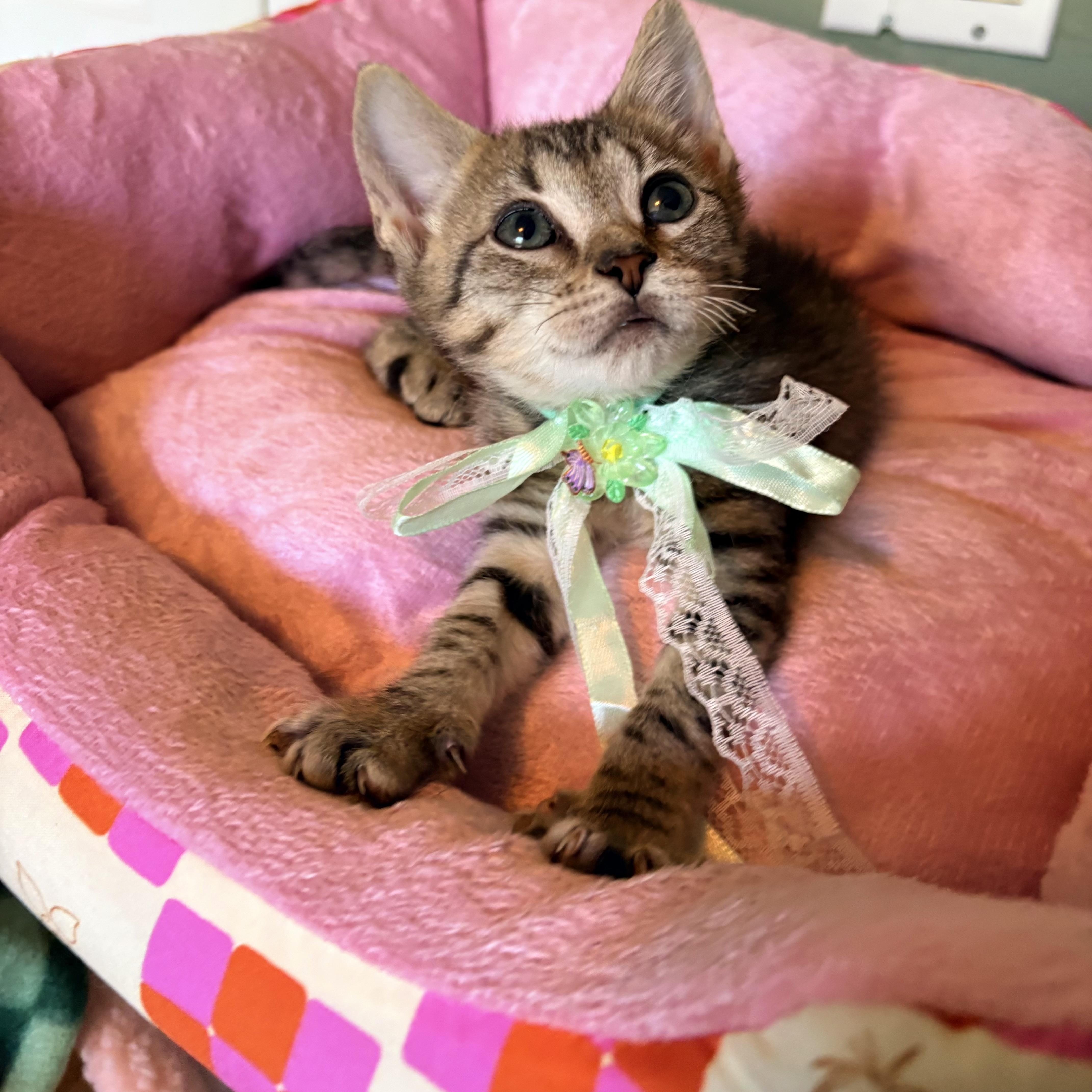A baby small-sized female Tabby cat named Roo for adoption in Coral Springs, FL