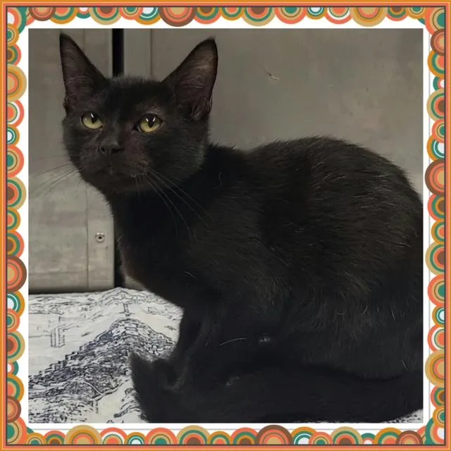 A baby small-sized male Black Domestic Short Hair cat named Binks for adoption in Buckhannon, WV