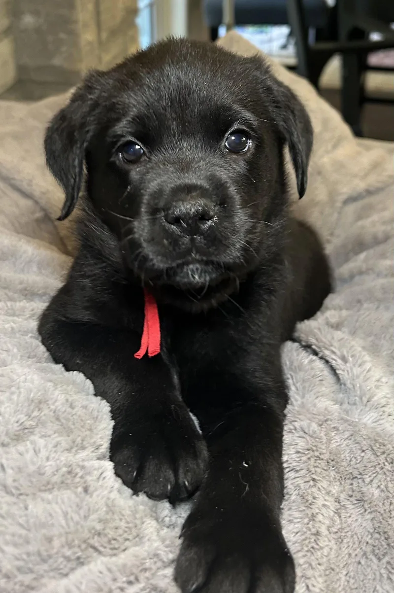 A young large-sized female Labrador Retriever dog named Zella for adoption in Barnhart, MO