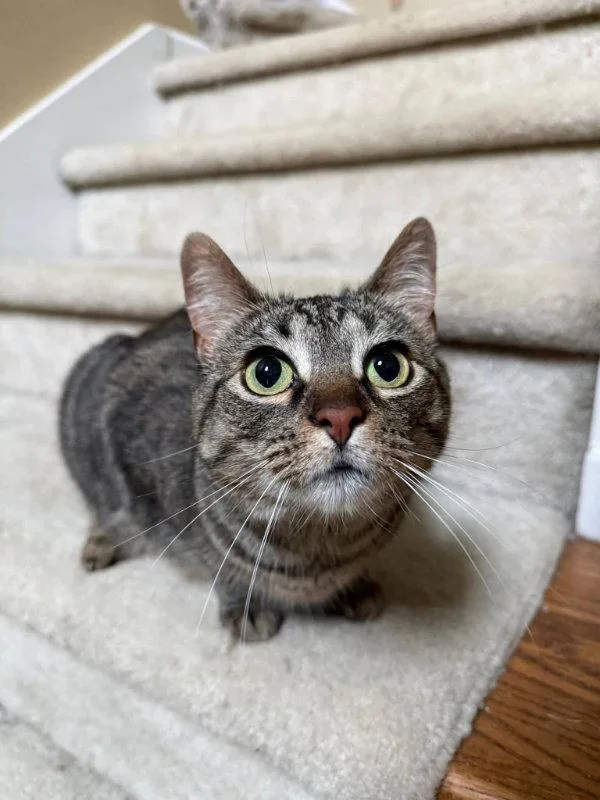 A young medium-sized female Tabby cat named Rosie for adoption in Knoxville, TN