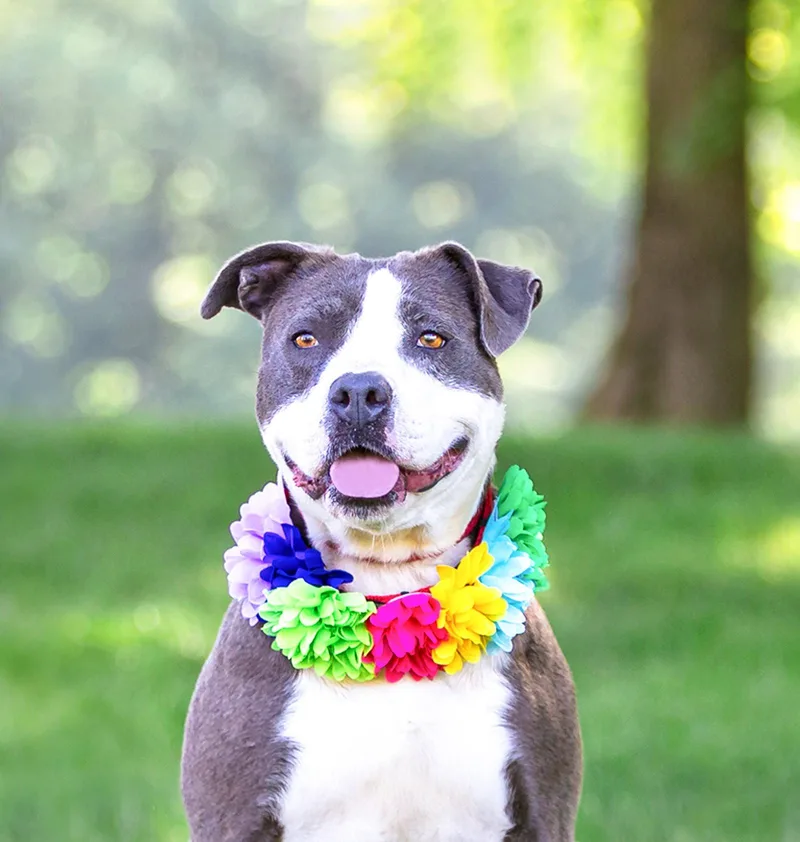 A young medium-sized female Terrier dog named Stormy for adoption in Coatesville, PA