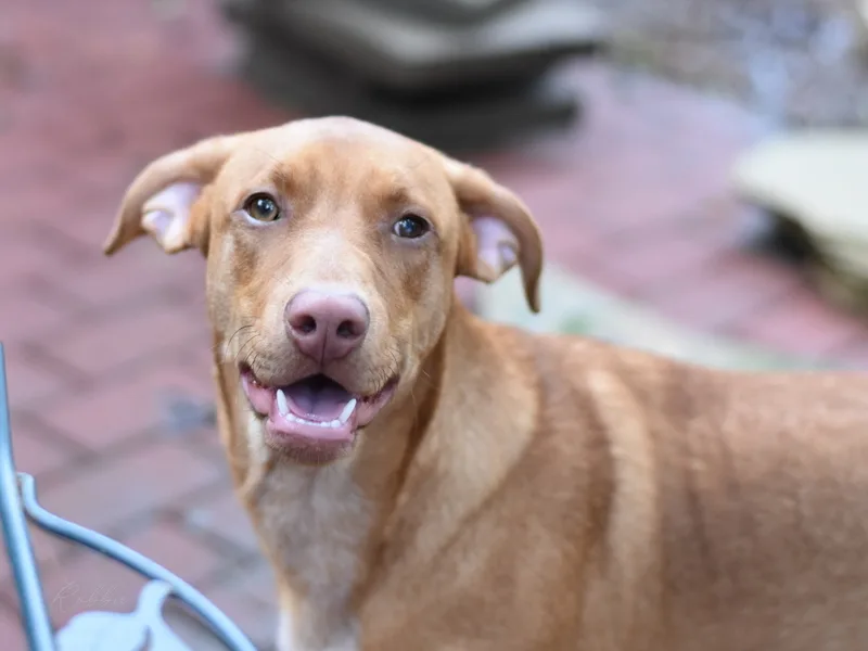 A young medium-sized male Labrador Retriever dog named Robbie for adoption in Conroe, TX
