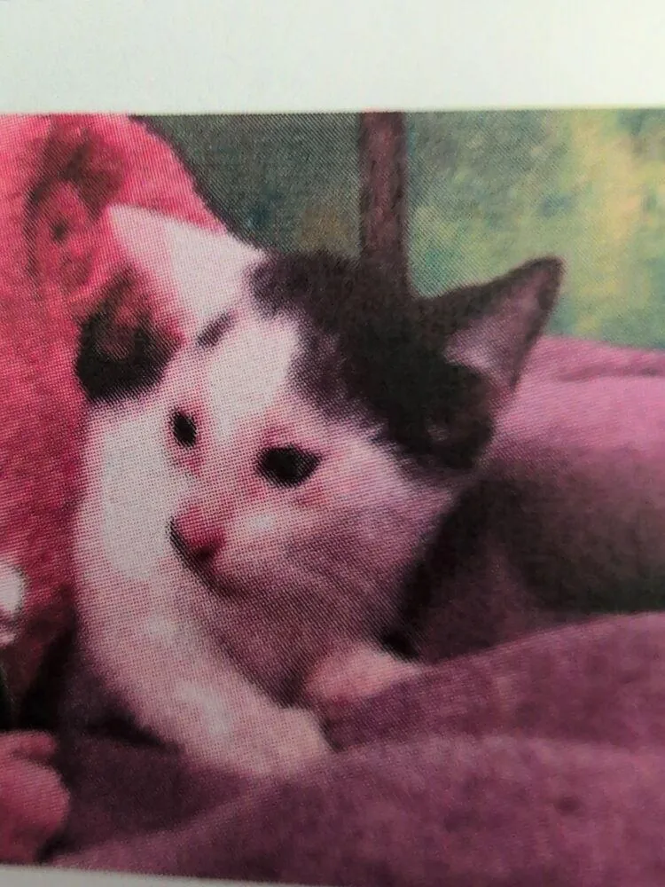 A baby small-sized female Domestic Short Hair cat named Miss Tick for adoption in Parker, CO