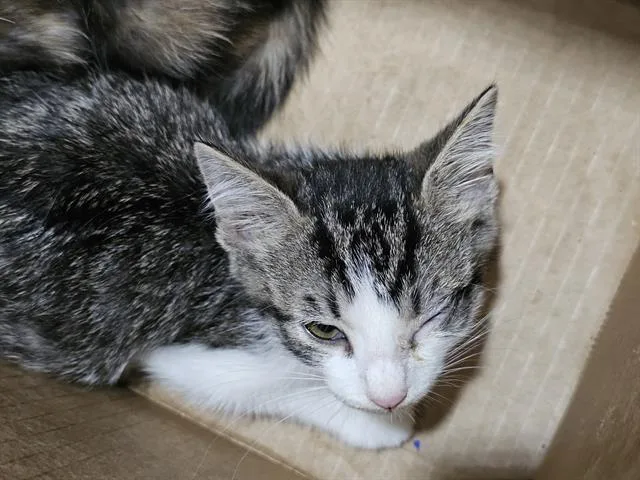 A baby medium-sized female Domestic Short Hair cat named Espresso for adoption in Dallas, TX