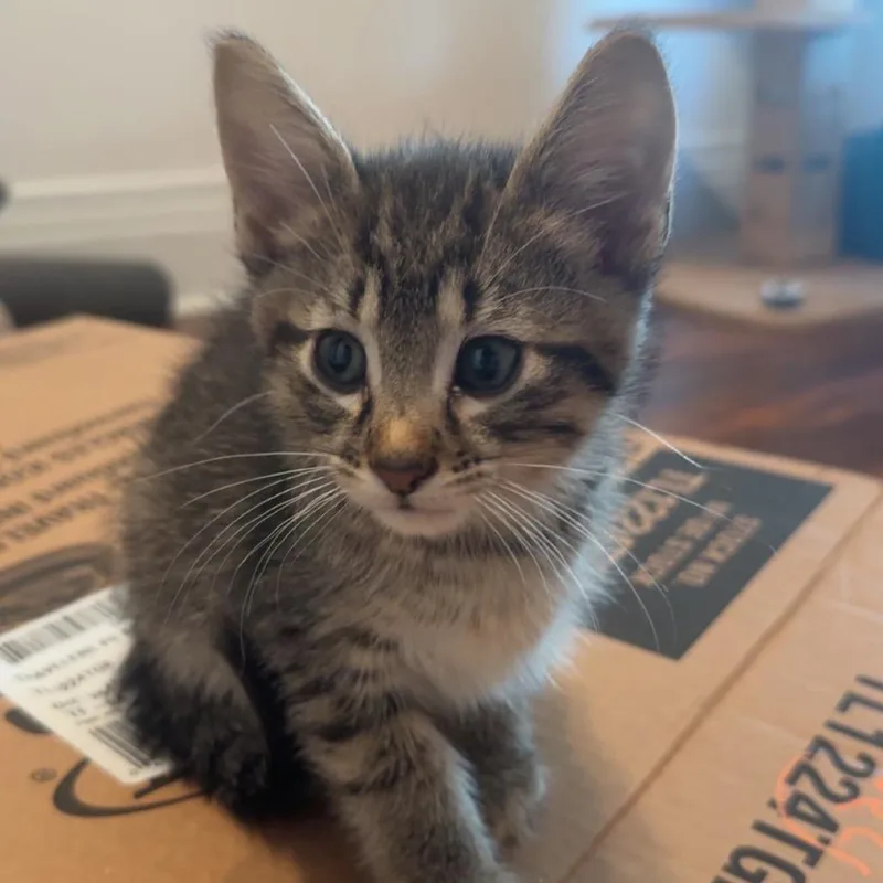 A baby medium-sized male Brown / Chocolate Domestic Short Hair cat named Gary Oak for adoption in Bismarck, ND