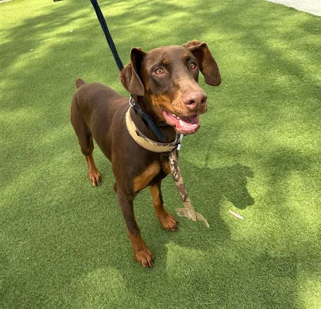 A young medium-sized female Doberman Pinscher dog named Peanut for adoption in Baldwin Park, CA