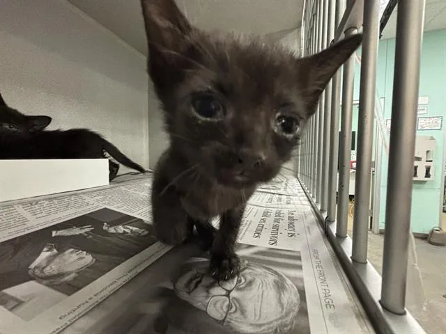 A baby large-sized female Domestic Short Hair cat named Raven for adoption in Dallas, TX