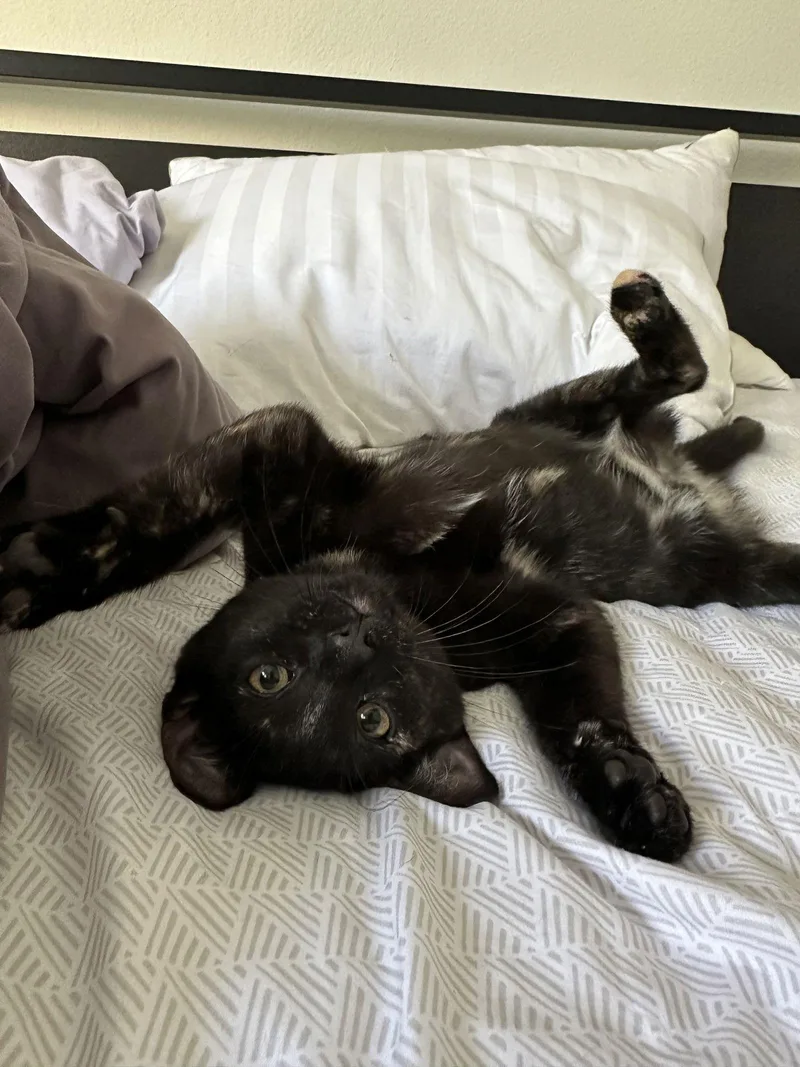 A baby medium-sized female Tortoiseshell cat named Juniper for adoption in MONTGOMERY, TX