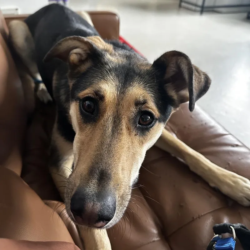 Iris
