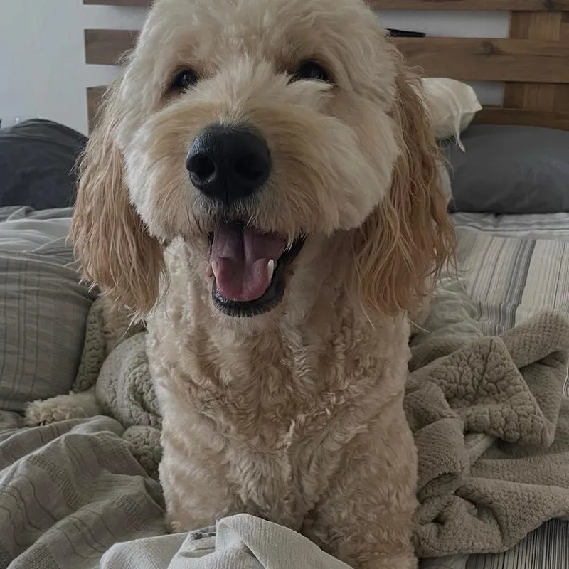 An adult extra large-sized male Goldendoodle dog named Finn for adoption in Yukon, OK