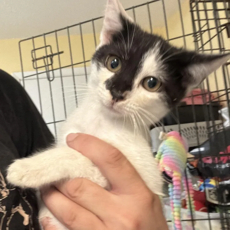 A baby small-sized male Black Domestic Short Hair cat named Jawbreaker for adoption in Melrose, FL