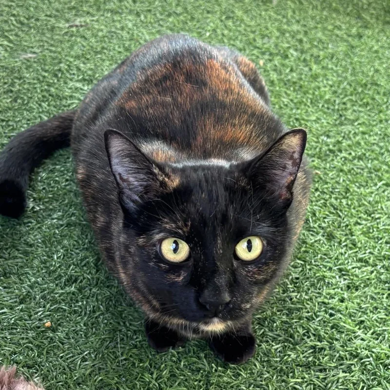 An adult small-sized female Tortoiseshell Domestic Short Hair cat named Ruby for adoption in San Pablo, CA