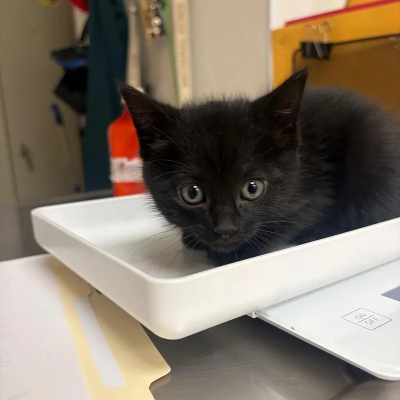 A baby small-sized female Domestic Short Hair cat named Amarillo for adoption in Pekin, IL