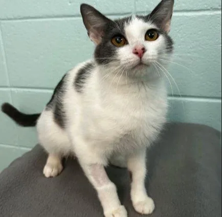 A young small-sized female White Domestic Short Hair cat named Promo Code for adoption in Raleigh, NC