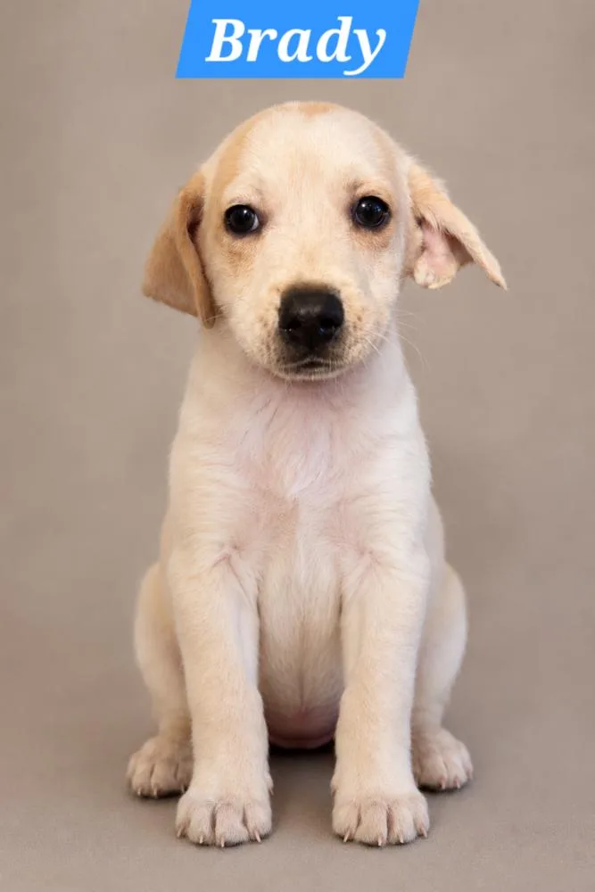 A baby medium-sized female Dachshund dog named Brady Bunch Brady for adoption in Oakland, MI
