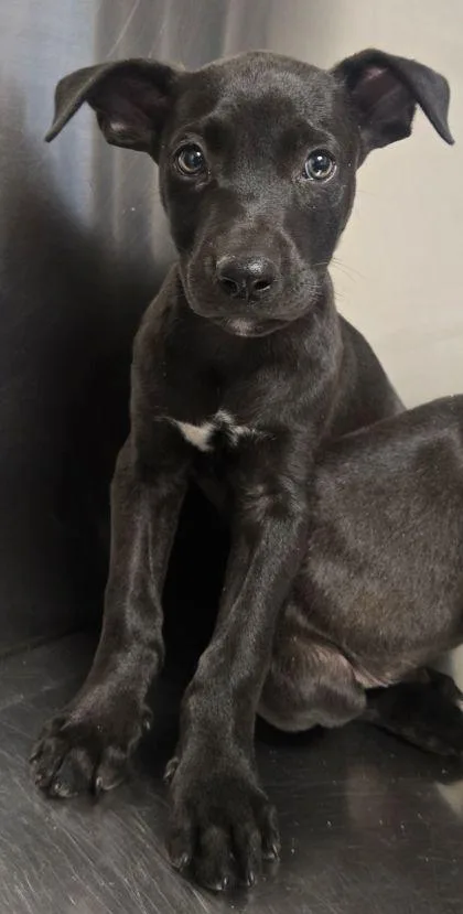 A baby small-sized male Mixed Breed dog named Usher Raymond for adoption in Fresno, CA
