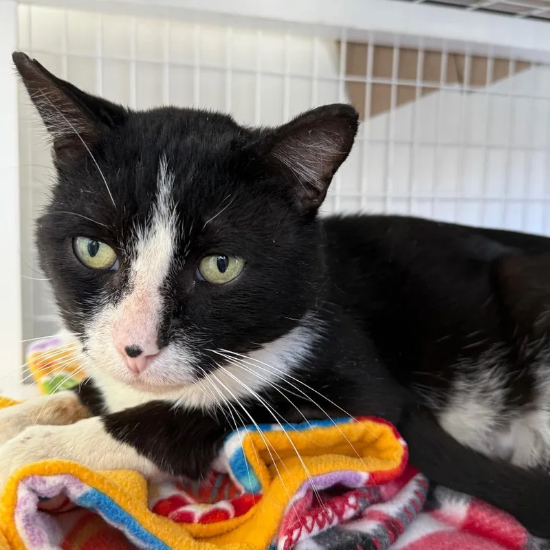 A senior large-sized male Black Domestic Short Hair cat named Smudge for adoption in Chicago, IL