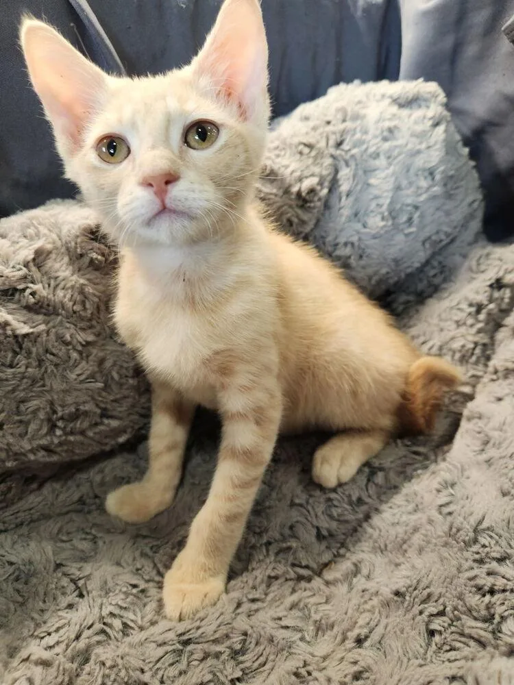 A baby small-sized male Tabby cat named Bobby Hill for adoption in Dallas, TX
