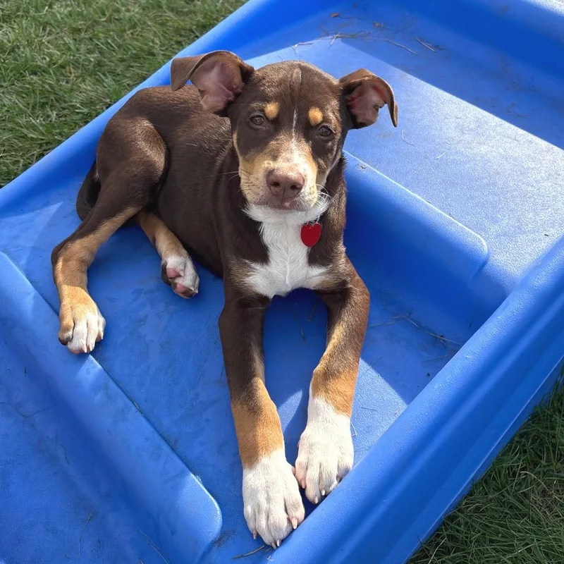 A baby medium-sized male Brown / Chocolate Mixed Breed dog named Tanjiro for adoption in Wheeling, IL