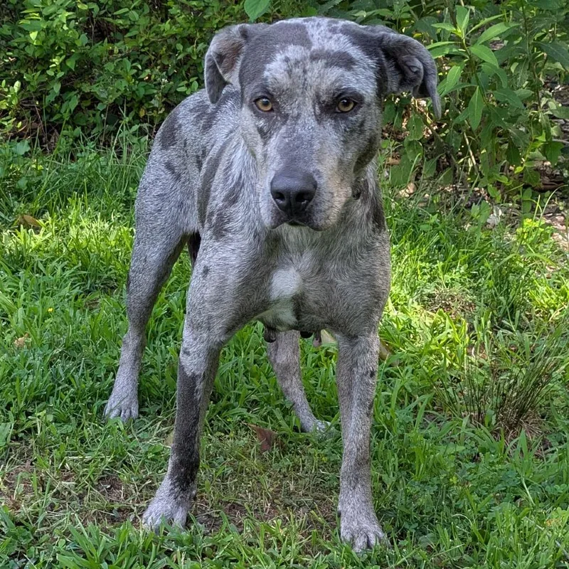 An adult medium-sized female Gray / Blue / Silver Catahoula Leopard Dog dog named Mercy for adoption in Charlottesville, VA