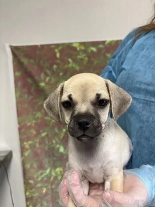A young small-sized male Pug dog named Cricket for adoption in San Antonio, TX
