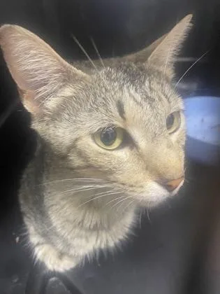 An adult medium-sized female Domestic Short Hair cat named Mom for adoption in Gainesville, FL
