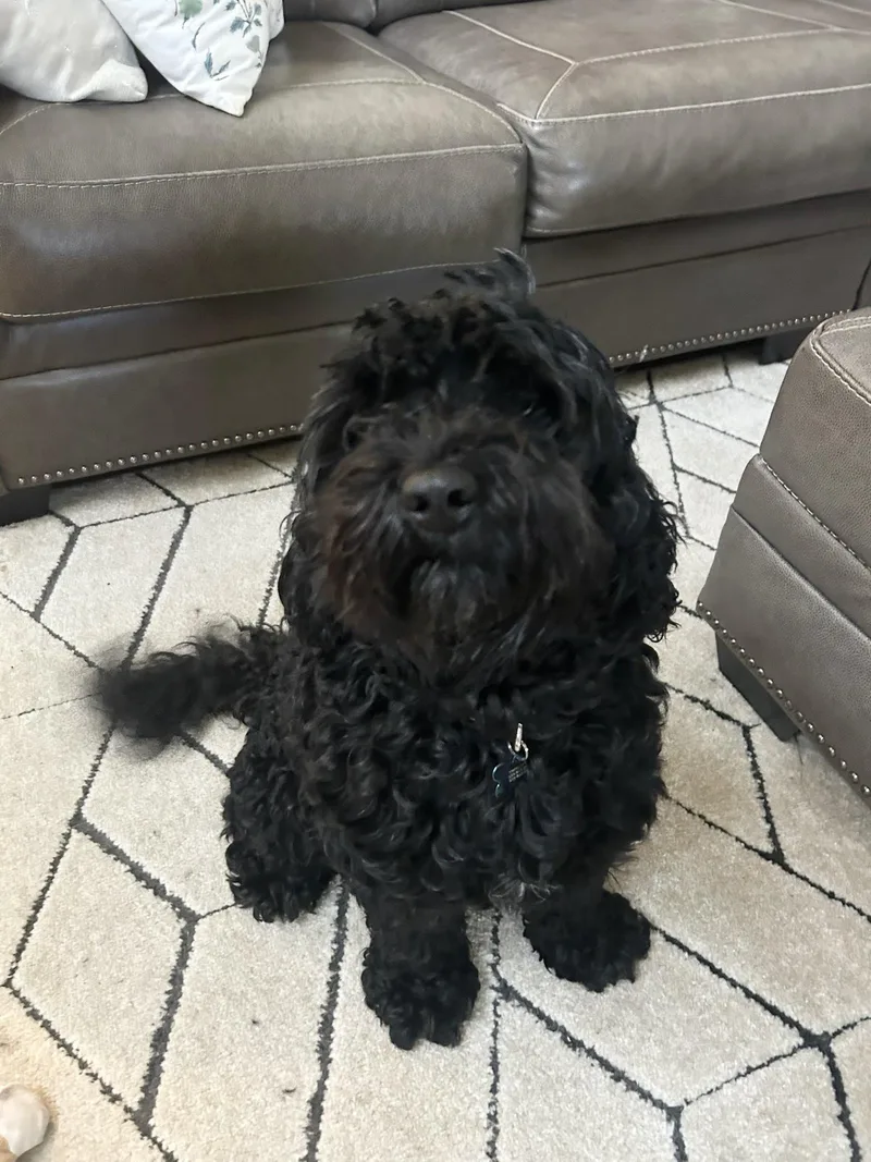 An adult medium-sized male Black Cockapoo dog named Crouton for adoption in New Orleans, LA