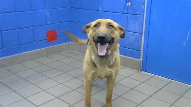 A young medium-sized male German Shepherd Dog dog named Spooky for adoption in Albuquerque, NM