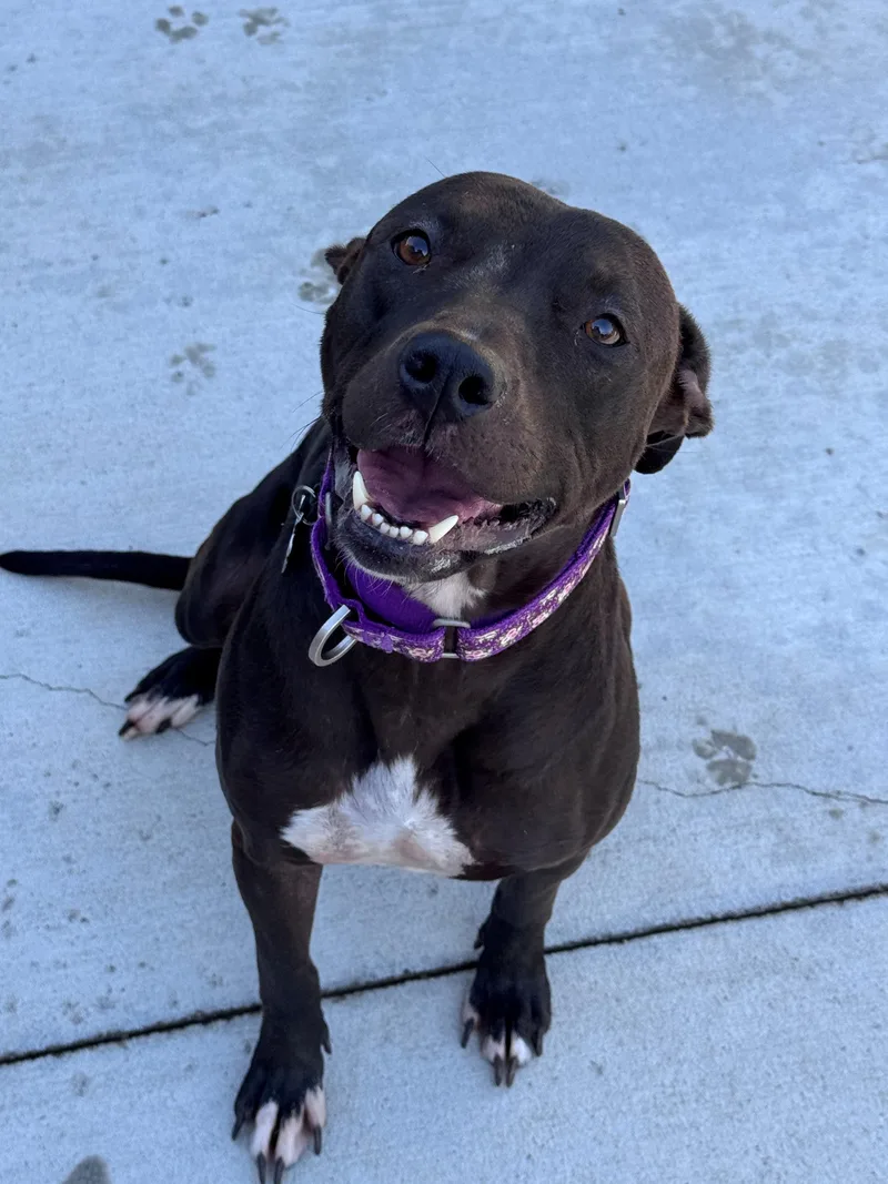 A young medium-sized female Black Pit Bull Terrier dog named Honeybee for adoption in Hackensack, MN