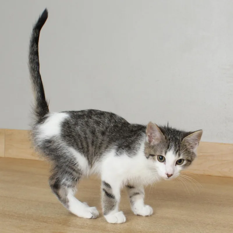 A baby small-sized male Brown / Chocolate Domestic Short Hair cat named Tortellini C for adoption in Minnetonka, MN
