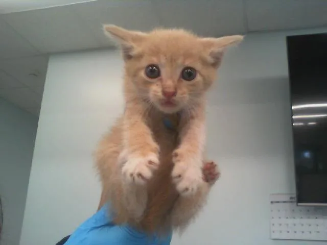 A baby small-sized female Domestic Short Hair cat named Popcorn for adoption in Charlotte, NC