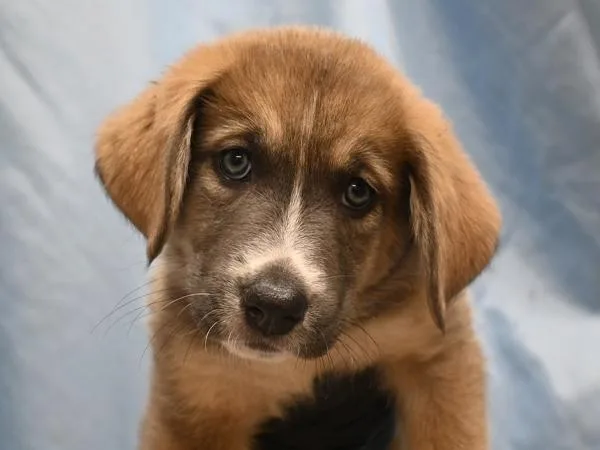 A baby small-sized female Newfoundland Dog dog named Orca for adoption in Portland, OR