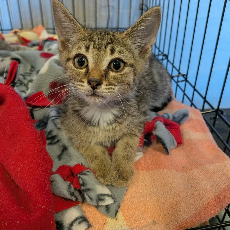 A baby small-sized male Brown / Chocolate Domestic Short Hair cat named Fifi for adoption in Fairfax Station, VA