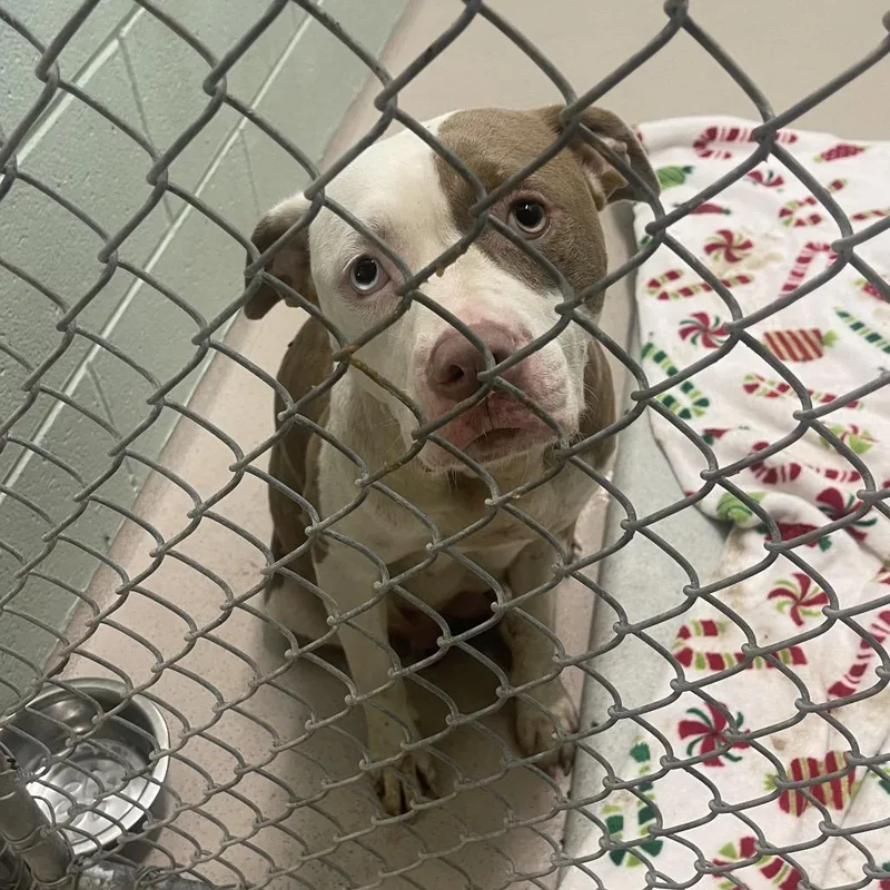 A baby small-sized female Brown / Chocolate Mixed Breed dog named Snickerdoodle for adoption in Newark, NJ