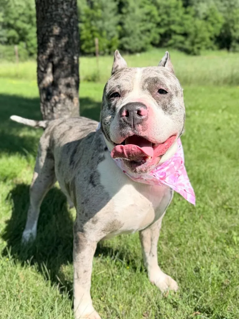 An adult medium-sized female Mixed Breed dog named Tumbler for adoption in Menomonie, WI