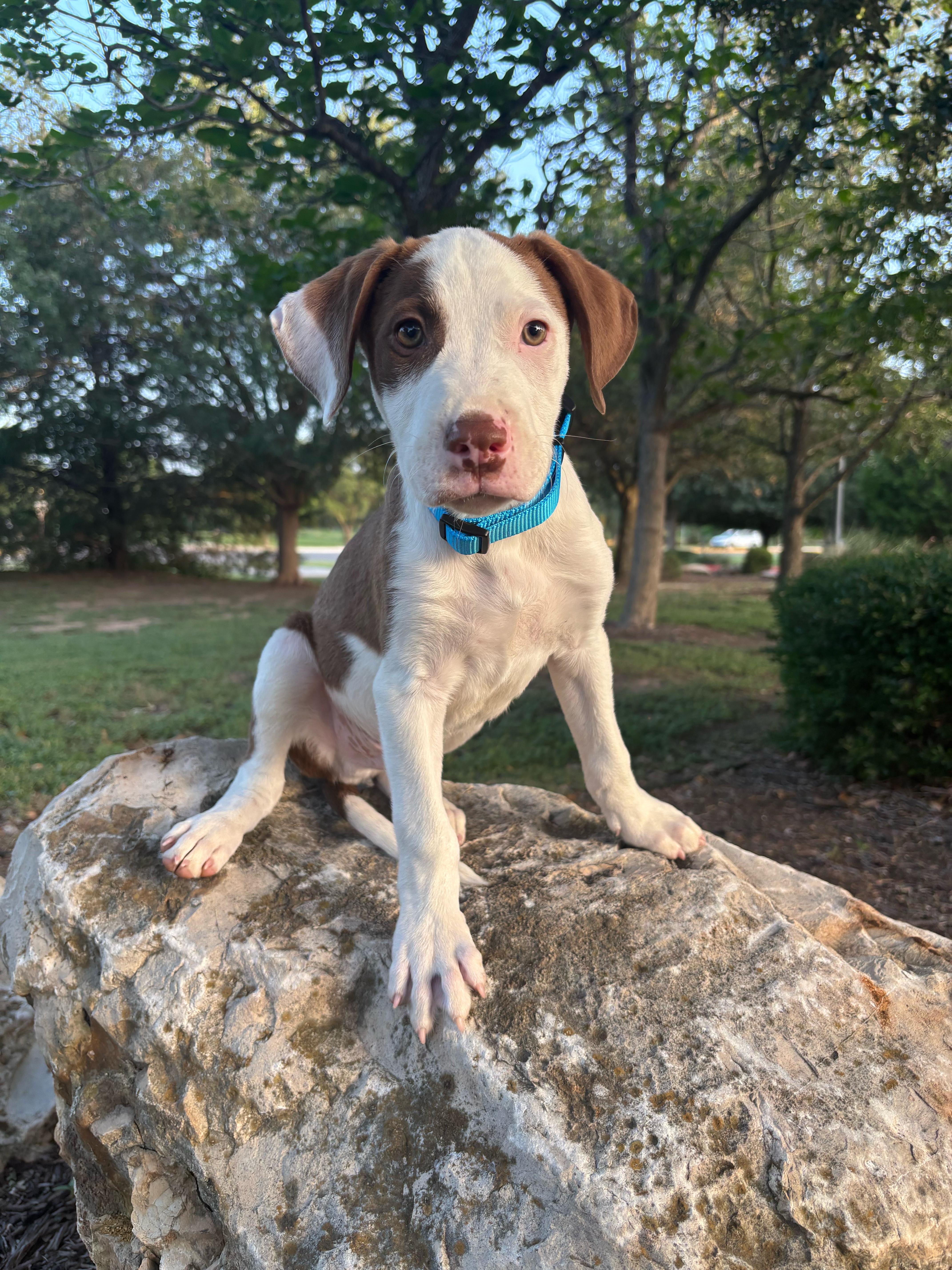A baby medium-sized male Brown / Chocolate Labrador Retriever dog named Soldier for adoption in Pflugerville, TX