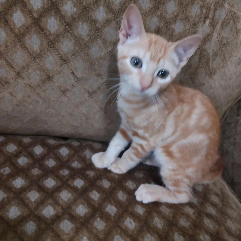 A baby small-sized male Orange / Red Domestic Short Hair cat named Alvin for adoption in League City, TX
