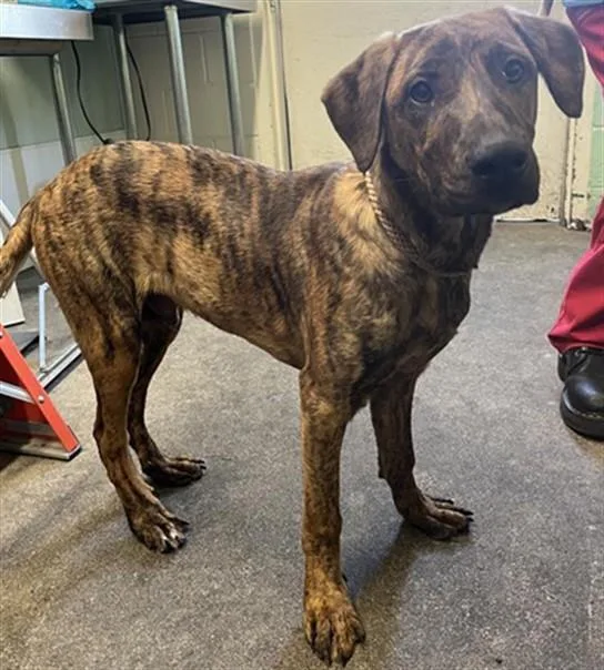 A baby small-sized male Plott Hound dog named Charvis for adoption in Sacramento, CA