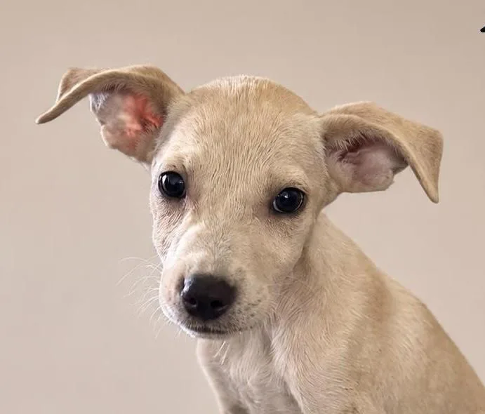 A baby small-sized female Yellow / Tan / Blond / Fawn Chihuahua dog named Yazy for adoption in New York, NY