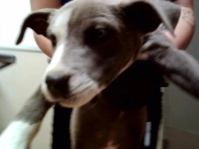 A baby small-sized female Pit Bull Terrier dog named Tina for adoption in Martinez, CA