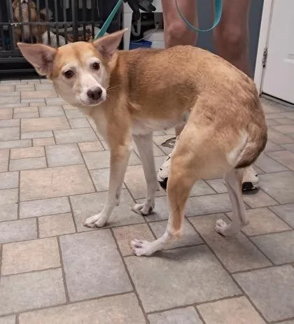 An adult medium-sized female Husky dog named Sadie for adoption in Hollister, MO