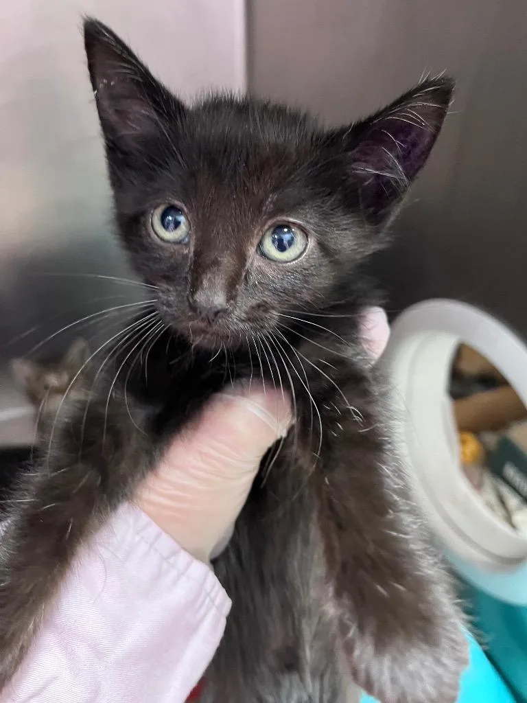 A baby medium-sized female Domestic Short Hair cat named Silence Dogood for adoption in Cincinnati, OH