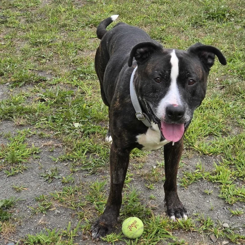 An adult medium-sized female Brindle Pit Bull Terrier dog named Millie Goose for adoption in Enfield, NH