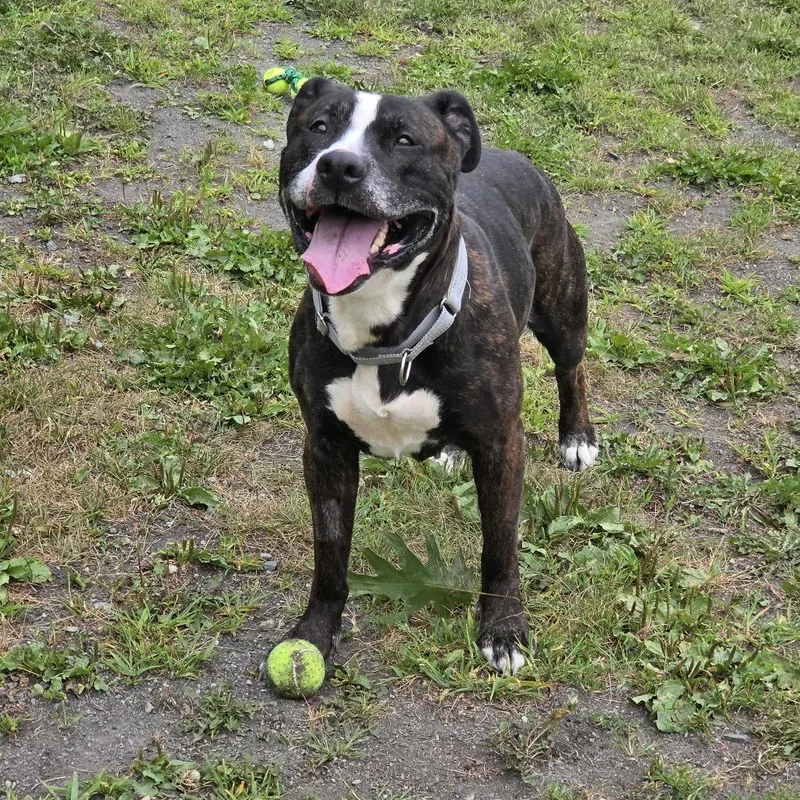 Millie Goose thumbnail 3