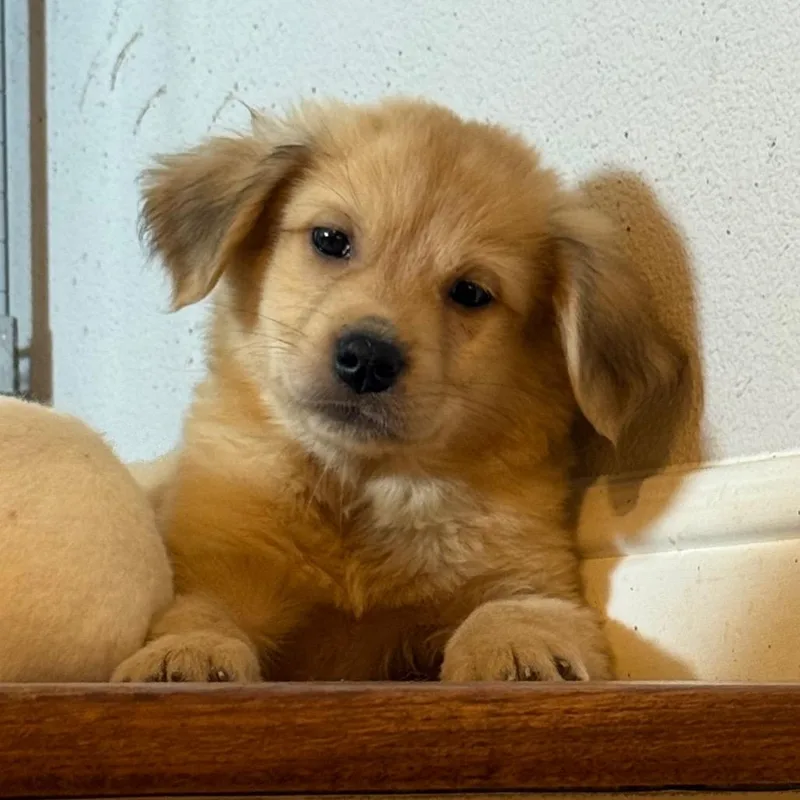 A baby medium-sized male Golden Australian Shepherd dog named Slade for adoption in Fort Collins, CO