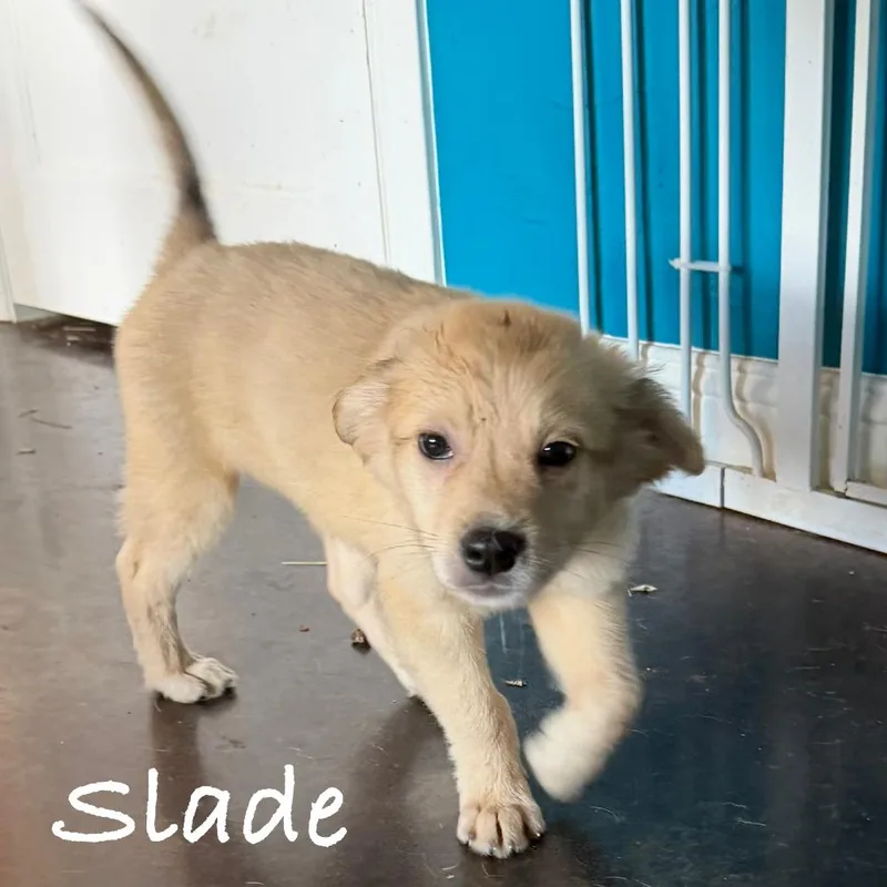 Slade thumbnail 4