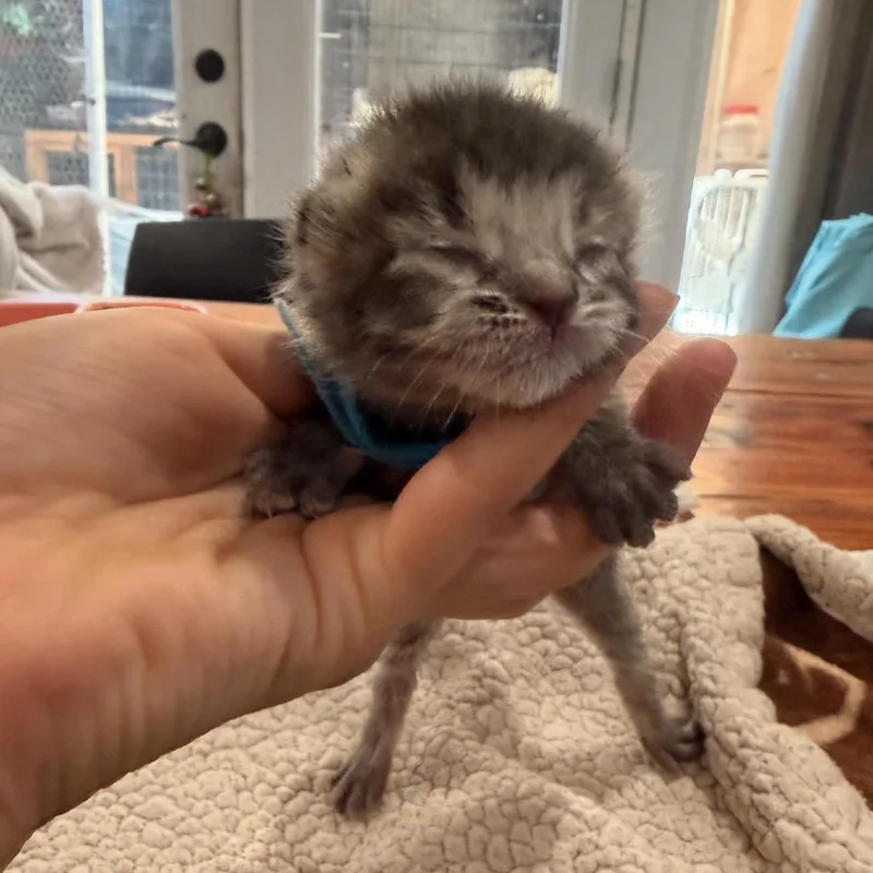 A baby small-sized male Brown / Chocolate Domestic Short Hair cat named Peanut for adoption in Los Angeles, CA